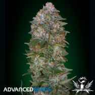 Advanced Seeds Critical Soma